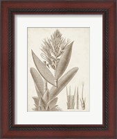 Framed Sepia Exotic Plants II