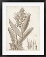 Framed Sepia Exotic Plants II