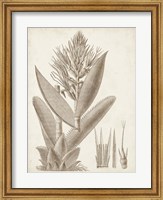 Framed Sepia Exotic Plants II