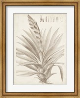 Framed Sepia Exotic Plants III