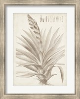 Framed Sepia Exotic Plants III