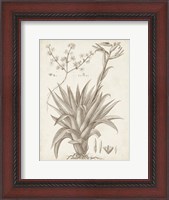Framed Sepia Exotic Plants IV