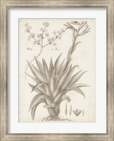 Framed Sepia Exotic Plants IV