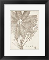 Framed Sepia Exotic Plants V