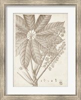 Framed Sepia Exotic Plants V