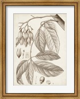 Framed Sepia Exotic Plants VI