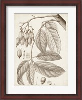 Framed Sepia Exotic Plants VI