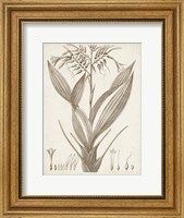 Framed Sepia Exotic Plants VII