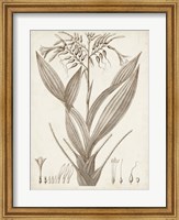 Framed Sepia Exotic Plants VII