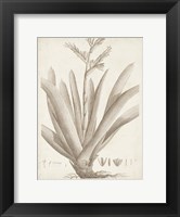 Framed Sepia Exotic Plants VIII