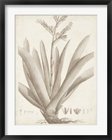 Framed Sepia Exotic Plants VIII