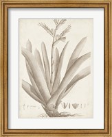 Framed Sepia Exotic Plants VIII