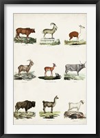 Antique Animal Chart I Framed Print