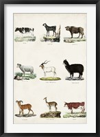 Antique Animal Chart II Framed Print