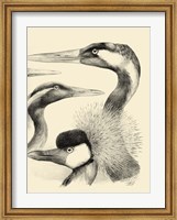 Framed Waterbird Sketchbook I