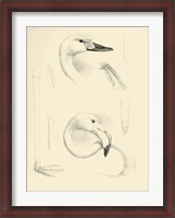Framed Waterbird Sketchbook II