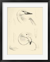 Framed Waterbird Sketchbook II