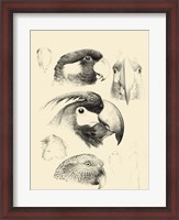 Framed Waterbird Sketchbook III