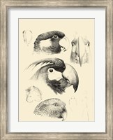 Framed Waterbird Sketchbook III