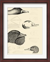 Framed Waterbird Sketchbook IV