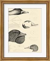 Framed Waterbird Sketchbook IV