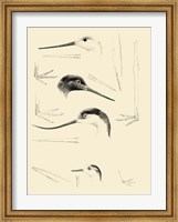 Framed Waterbird Sketchbook V