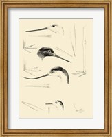 Framed Waterbird Sketchbook V