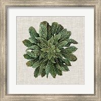 Framed Spherical Leaves I