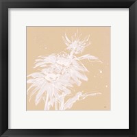 Framed 'Echinacea I' border=