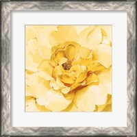 Framed Yellow Peony