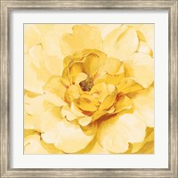 Framed Yellow Peony