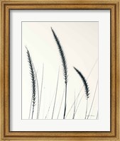 Framed Field Grasses IV BW Crop
