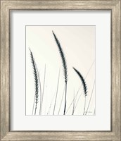 Framed Field Grasses IV BW Crop