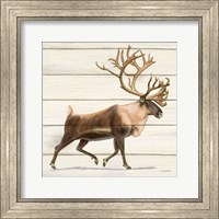 Framed Northern Wild IV