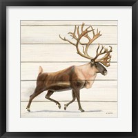 Northern Wild IV Framed Print