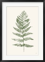 Framed Fern Print II White Crop