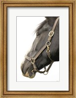 Framed In Halter