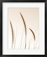 Framed Field Grasses IV Sepia
