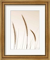 Framed Field Grasses IV Sepia