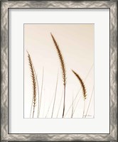 Framed Field Grasses IV Sepia