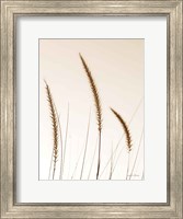 Framed Field Grasses IV Sepia