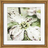 Framed Dogwood Floral