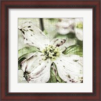 Framed Dogwood Floral