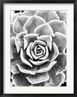 Framed Peace Love & Succulent black and white