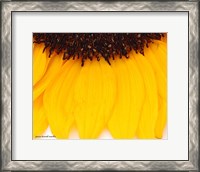 Framed Sunflower Closeup