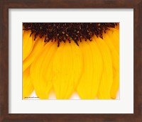 Framed Sunflower Closeup