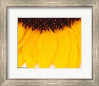 Framed Sunflower Closeup