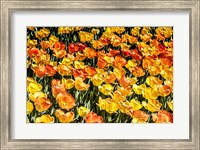 Framed Tulip Wave