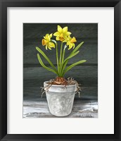 Framed 'Farmhouse Garden I-Daffodils' border=