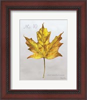 Framed Autumn Leaves on Gray I-Maple